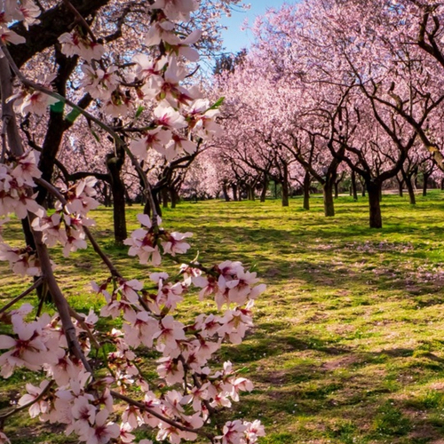 California Almond Association